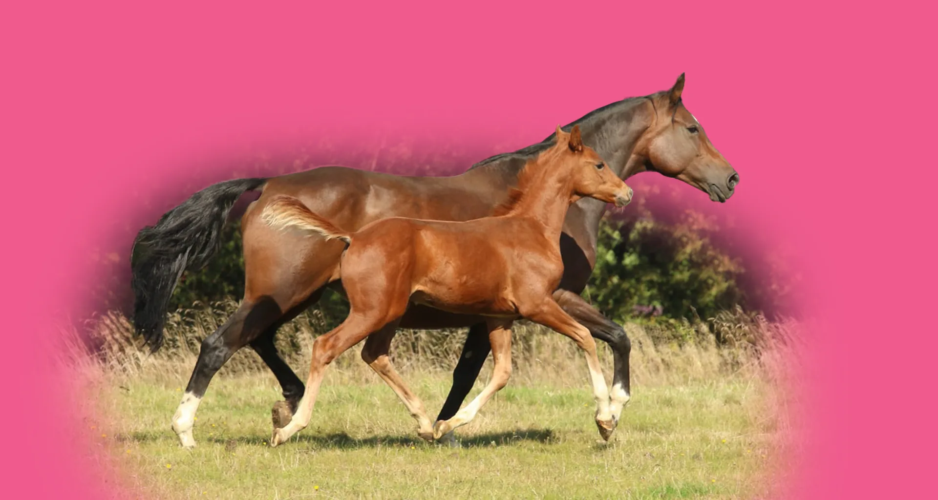 Nutritional Support for the Breeding Season